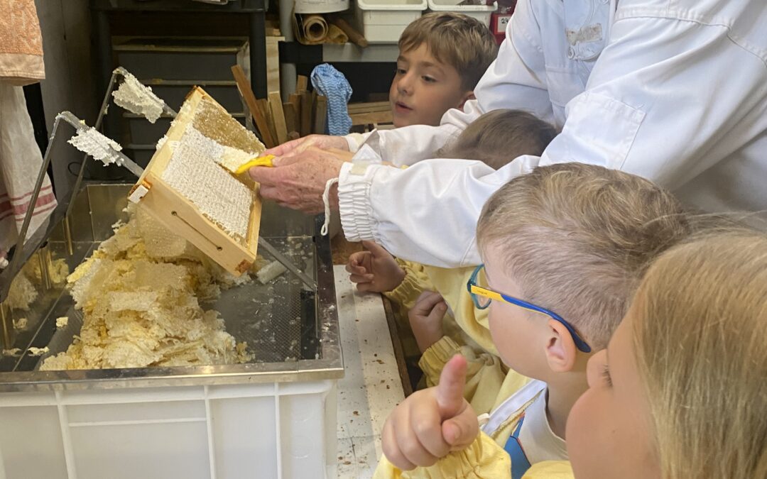 Kindergarten hilft bei der Honigernte