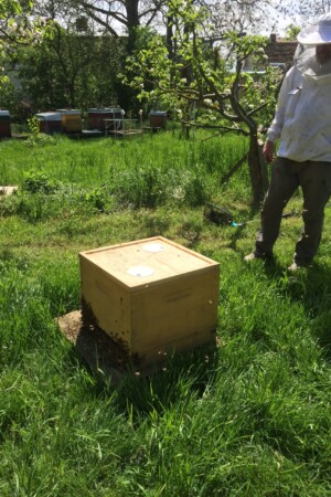 Ein Schwarm zieht ein ...