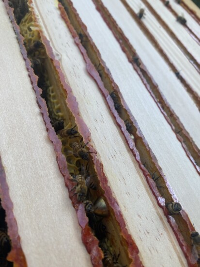 Propolis im Bienenstock